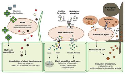 The Role of Secretion Systems, Effectors, and Secondary Metabolites of Beneficial Rhizobacteria in Interactions With Plants and Microbes